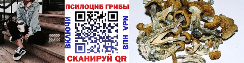 Псилоцибиновые грибы Psilocybe  Реутов 